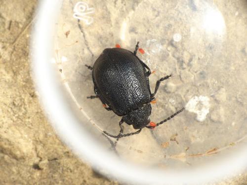 Réf. 276 439 : Galeruca tanaceti